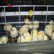 Good Design Chick Brooder Cages en venta
